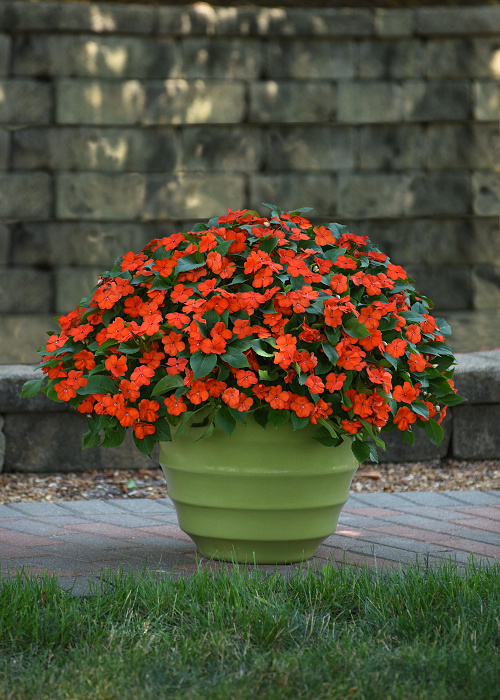 Impatiens walleriana Beacon Orange 1000 semien